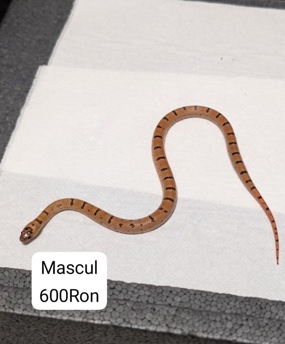 Sarpe Milksnake (Lampropeltis Leonis)