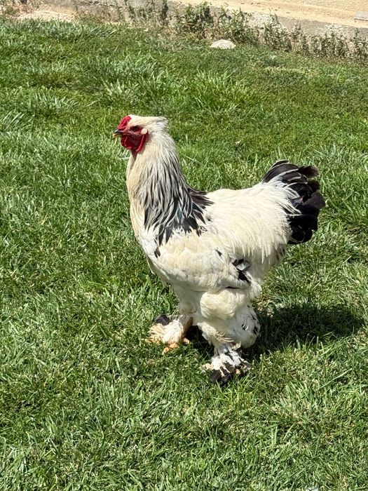 Cocoși brahma hd și potârnichiu
