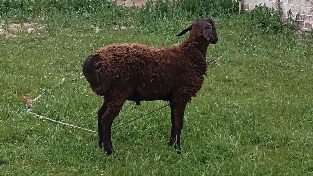 Кои сатылады саудасы бар