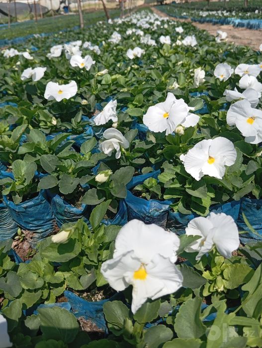 Viola gullar kuzgi