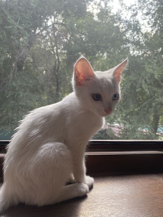 Као-мани , белая кошка с разными глазами