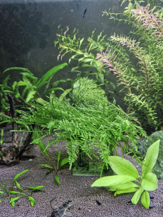 Аквариум. Креветочник.