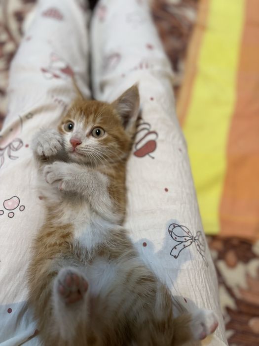 Кошка , в хороших руках