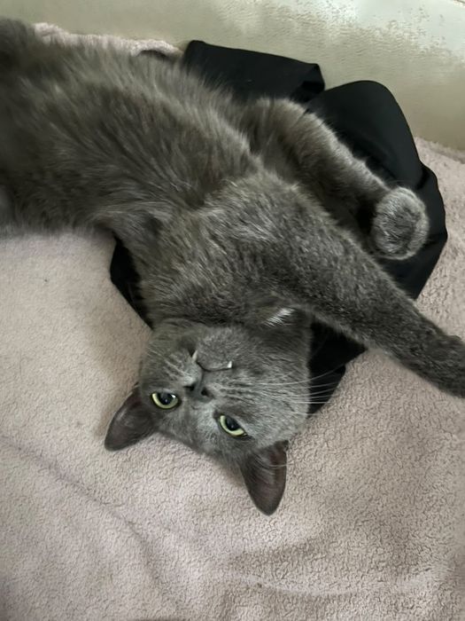 Ищет дом кошечке