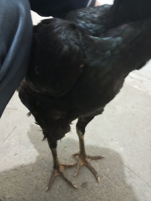 Дакан Бойцовая курица Корея чисты