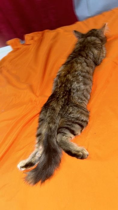 Отдаем котенку хорошие руки