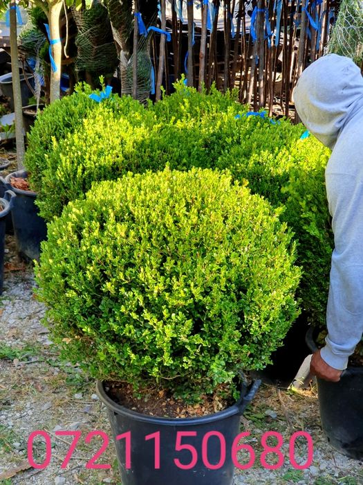 Poze reale 100 % / Palmieri, pon pon, bonsai, buxus glob, tuia spirala