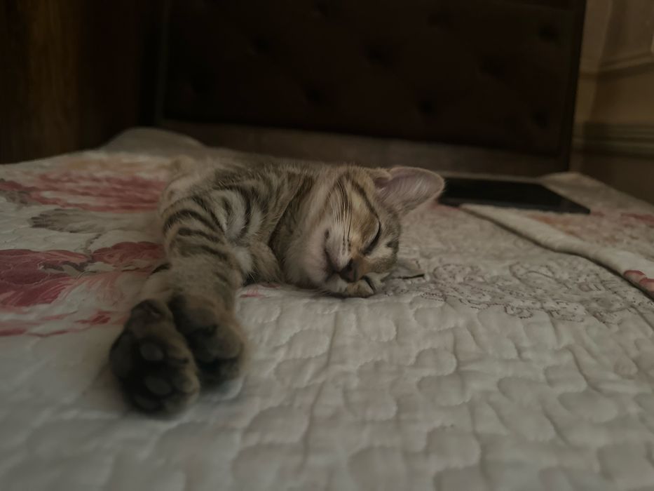 Кошки 3 месячные
