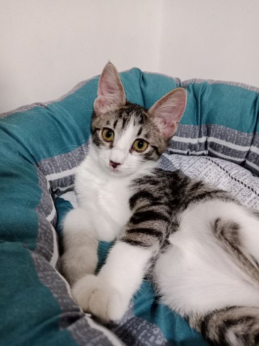 Подрощенный мальчик