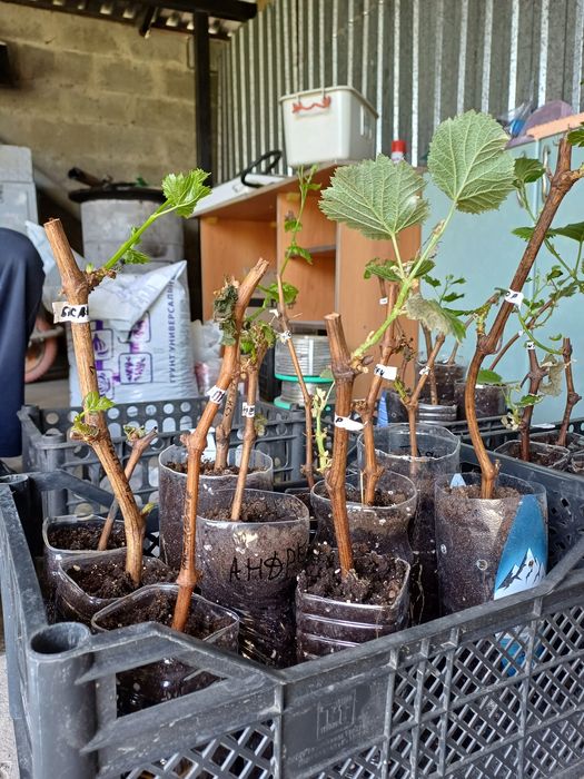 Саженцы винограда