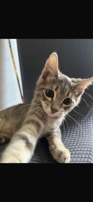Кошка 3 месяц мальчик