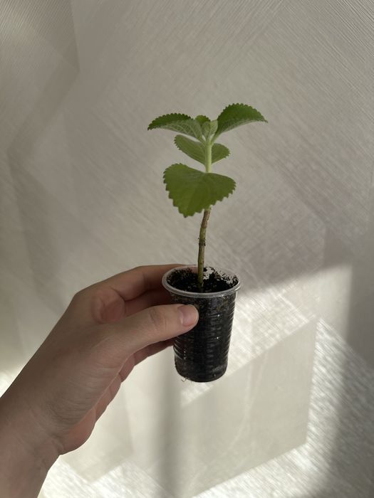 комнатная мята (плектрантус)