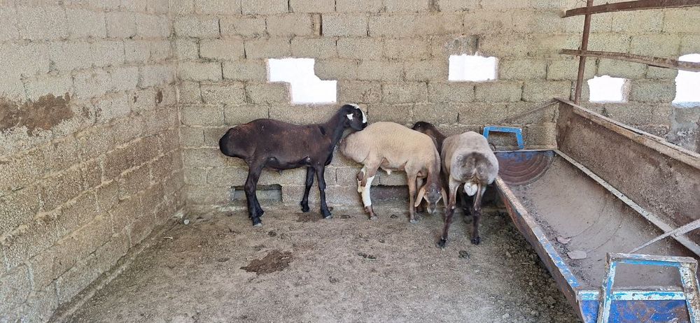 Кочкор сотилади Арашан порода