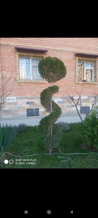 Bogbon agranom xizmati