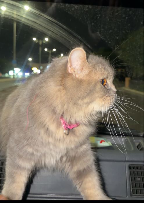 Scottish Straight × Highland Scottish Straight × British Shorthair