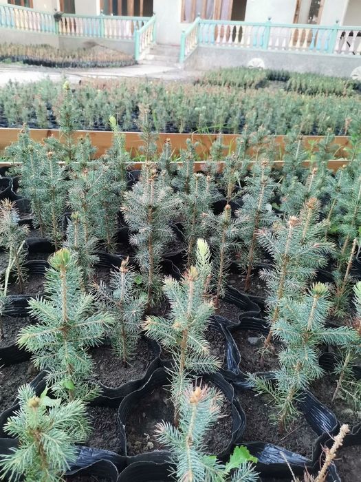 Голубая ел арчаси