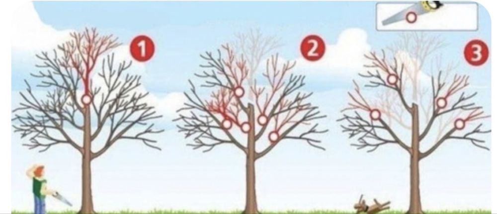 Servicii tolatare livezi