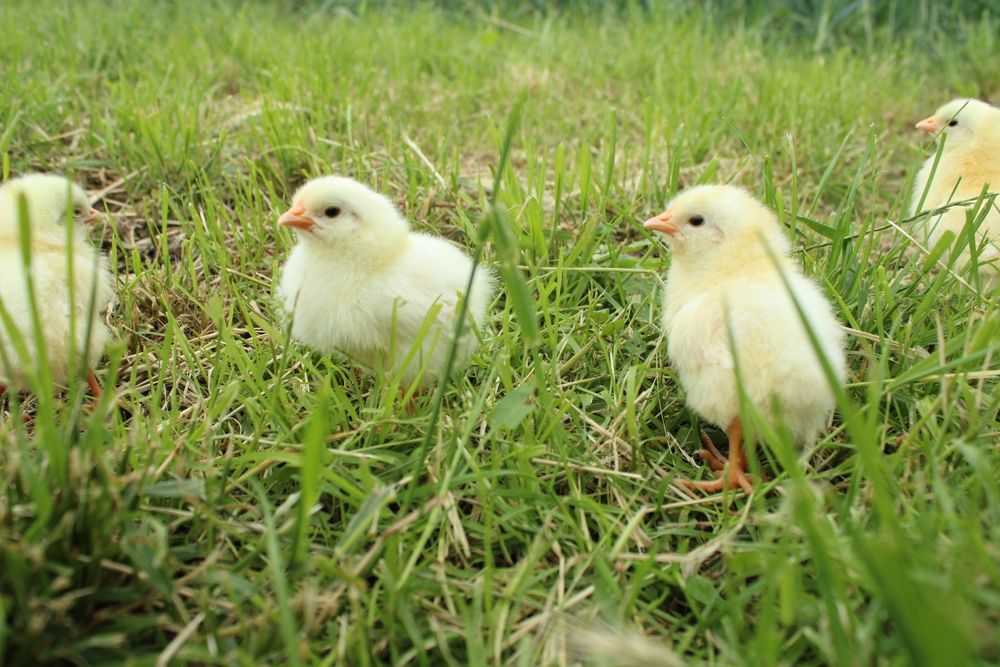 Puișori rasa Leghorn