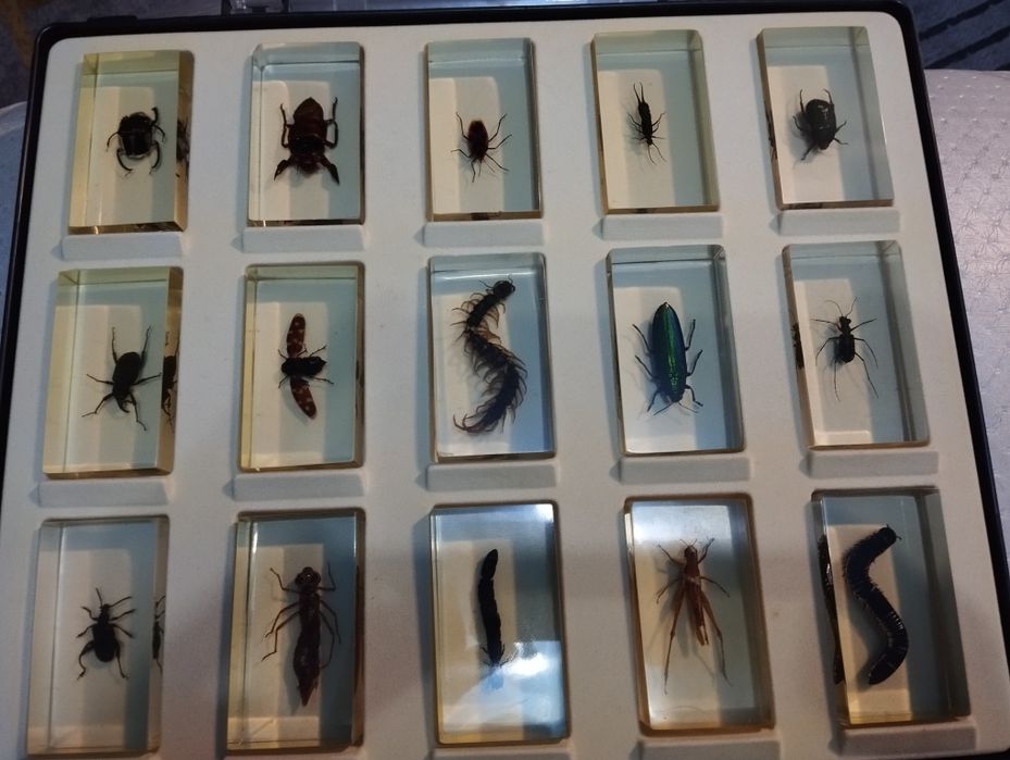 Коллекция насекомых