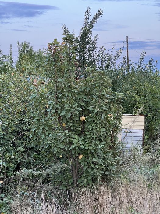 Дача в городе. Телецентр!