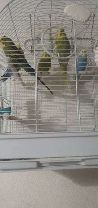 Продам папугай волнистых