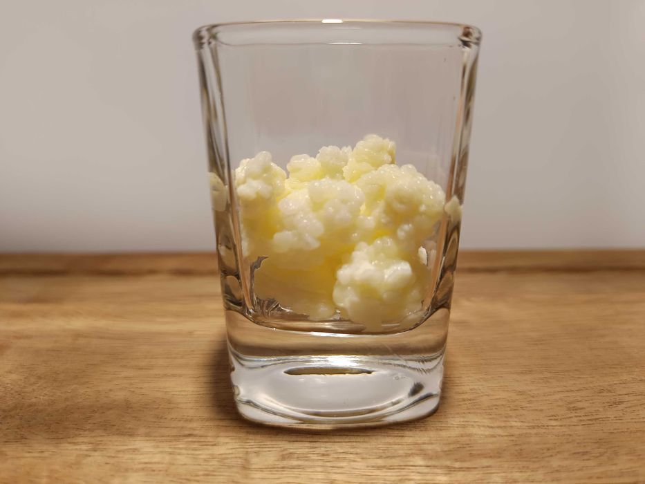 Ciuperca kefir (chefir) de lapte 60 g (3 porții) | Granule autentice, culturi vii active | Ghid complet inclus