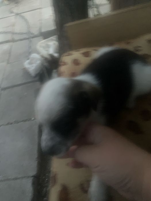 Дарю собак мальчики бесплатно