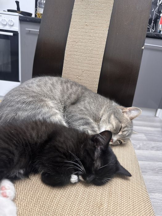 Отдам даром котенка