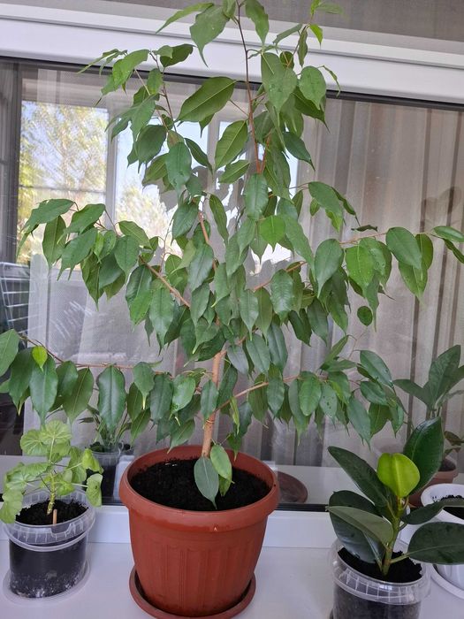 Фикус Бенджамина  94см