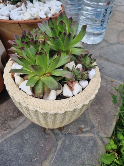 Vand aranjamente de flori de piatra