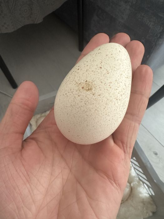 Индюшиный яйцооо