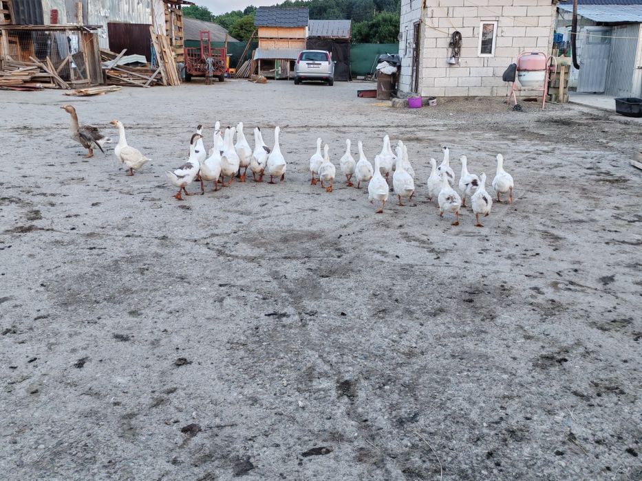 Gâște de vânzare