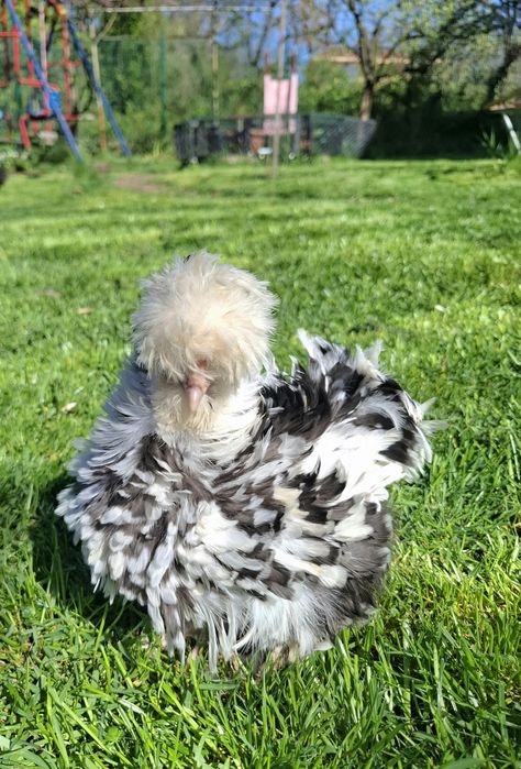 Американски копринки яйца