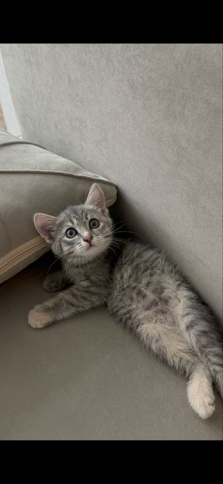 Котенок 3 месяца девочка бесплатно