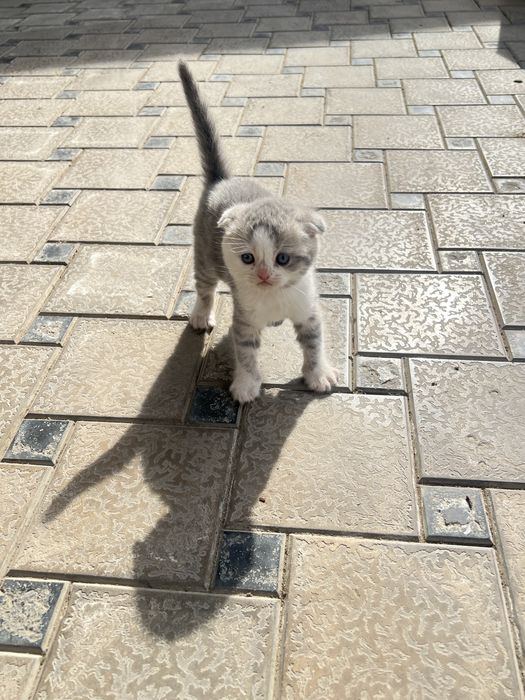 Skottish fold / skotish strayt toza qon