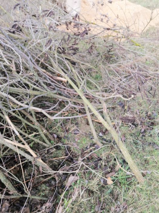 Preluam deșeuri vegetale