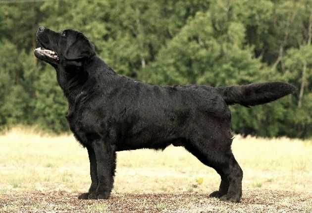 catel labrador calitate deosebita
