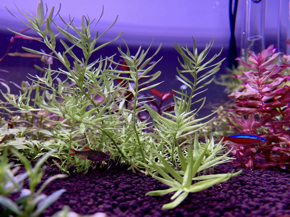 Plante acvariu plante acvatice