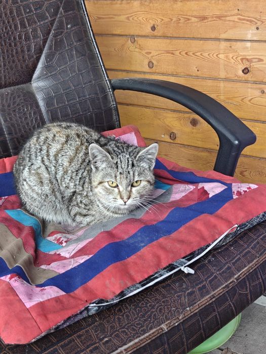 Отдадим в хорошие руки