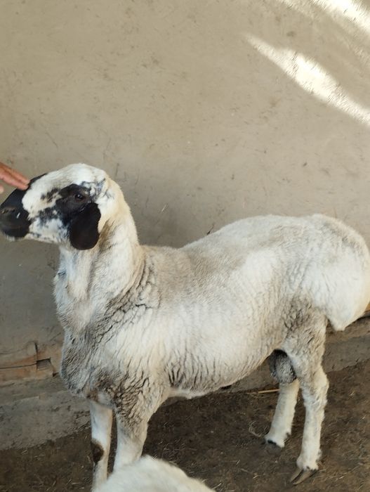 Бухоро амири зотли кучкор