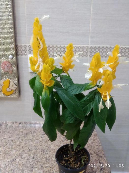 Продам цветущий пахистахис.