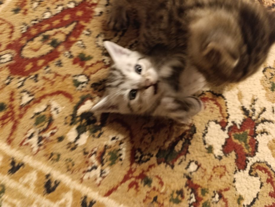 Котенка в добрые руки