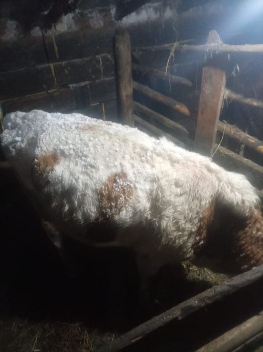 Продам бык продам бык