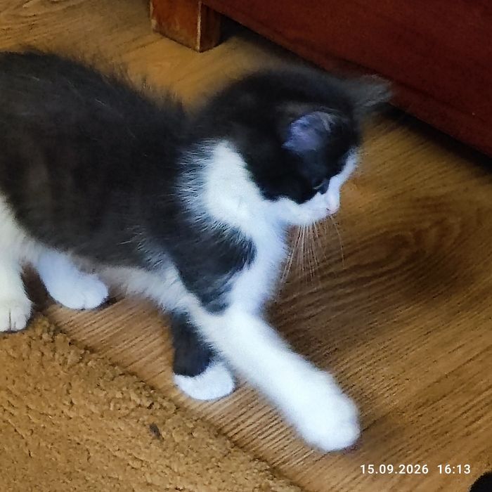 Котята счастье в доме