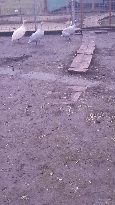 Bibilici de vânzare