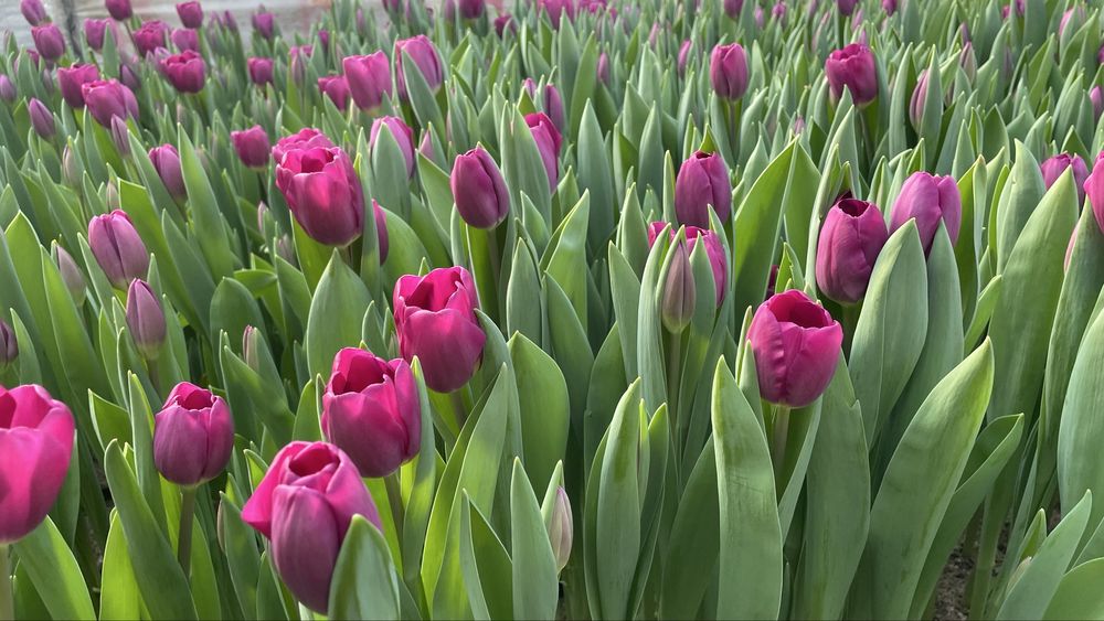 Тюльпан Оптом Свежие