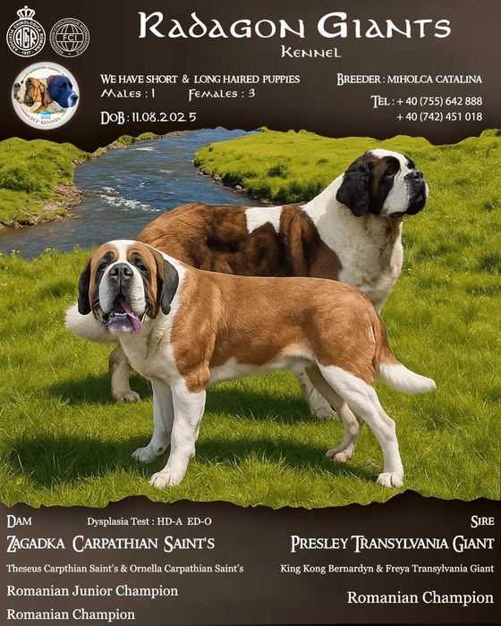 Femela Saint Bernard cu pedigree - par scurt