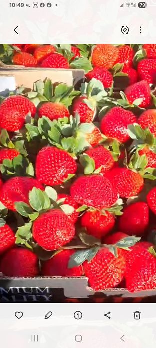 Расат ягоди и малини пр