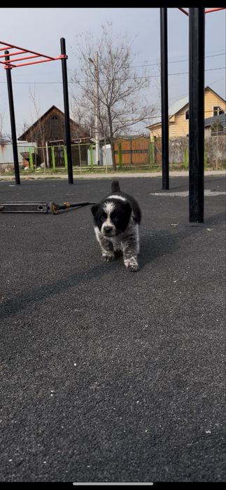 Щенок Алабай Тобет