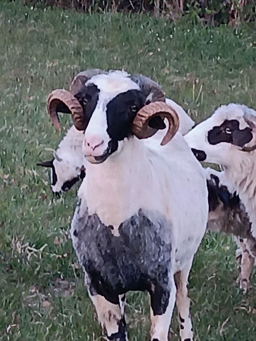 Vând berbec mior Nu răspund la mesaje